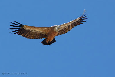 Griffon Vulture.