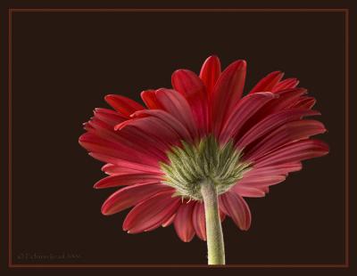 - Gerbera -