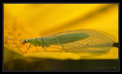Lacewing. I