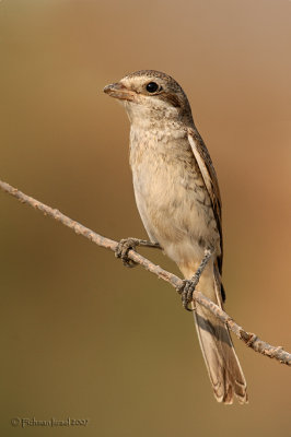 Red backed Shrike