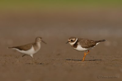 Common Ringed Plover.