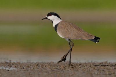 Spur-winged Lapwing.