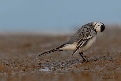 White Wagtail.