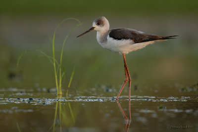 Black-winged stilt.