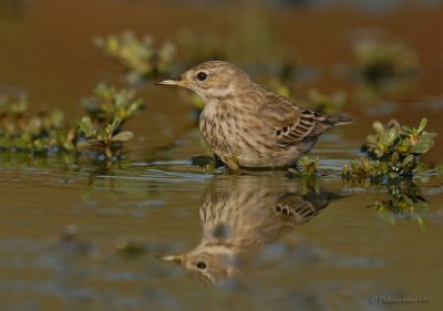 Water Pipit.