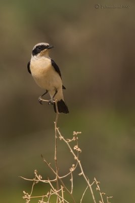 Black eared Wheatear.