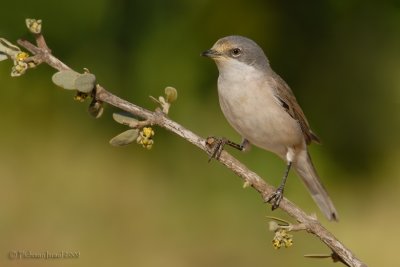 Lesser Whitethroat.