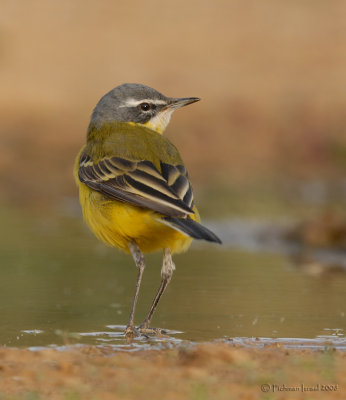 Yellow Wagtail.