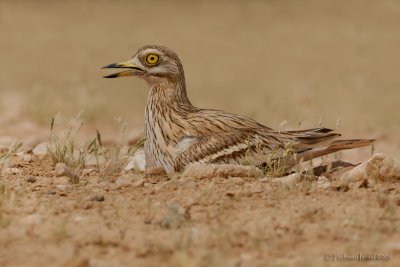 Stone Curlew.