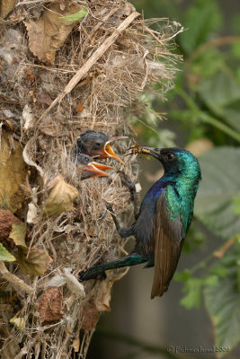 Palestine sunbird.(male)