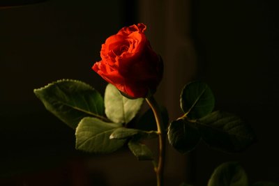 g3/83/634183/3/96328174.ow71huxI.jpg