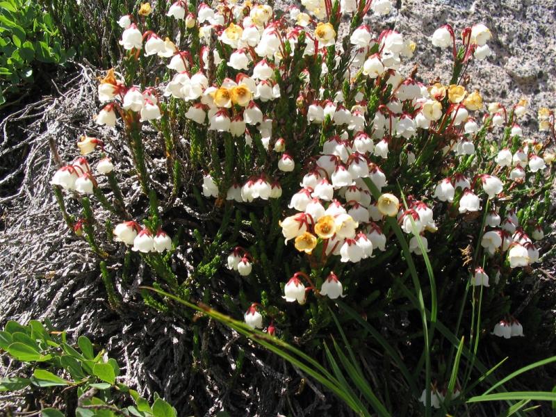 White heather (Cassiope mertensiana)