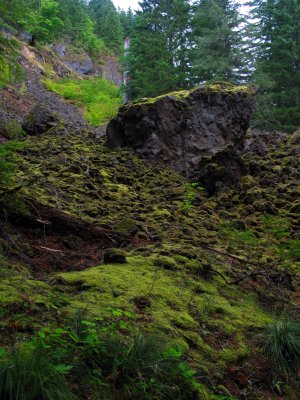 Lava rocks and moss