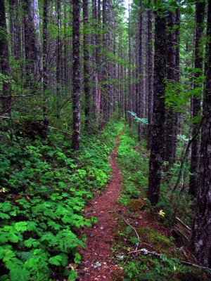 Trail thru the forest