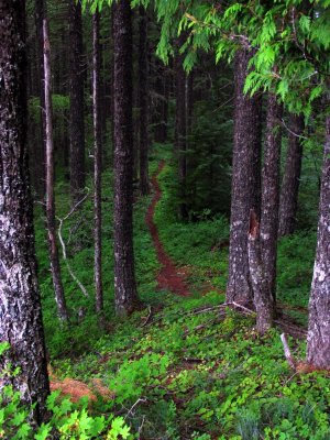 Trail thru the forest