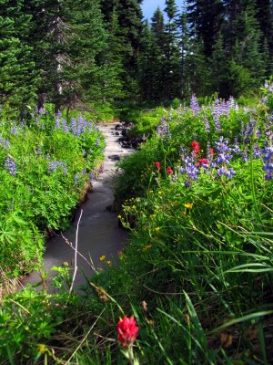 Glacial melt colors a stream off Mt Adams