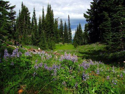 Lupines and meadows