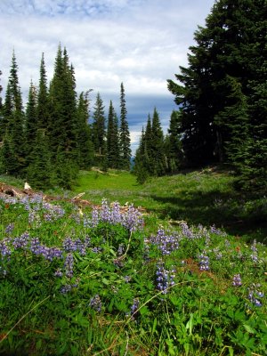 Lupines and meadows