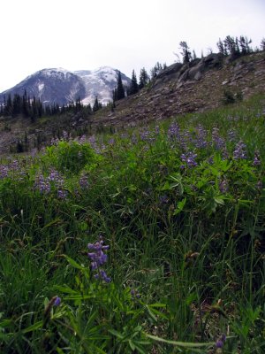 Lupines and meadows and Mt Adams