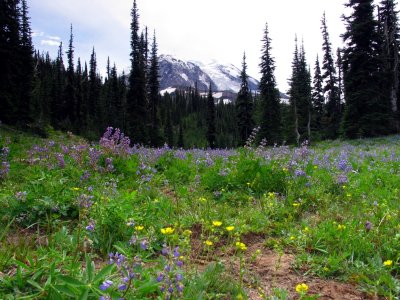 Mt Adams and lupines