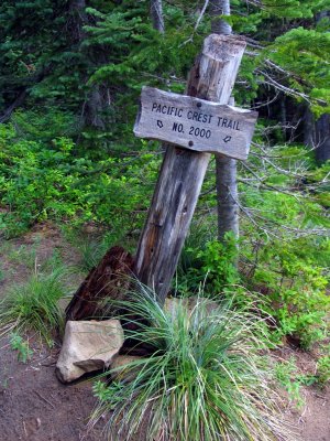 PCT trail near Coleman Weedpatch junction