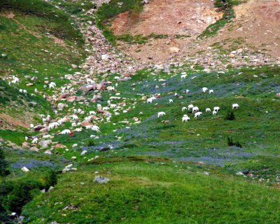 Over 40 Mtn Goats in Cispus Basin
