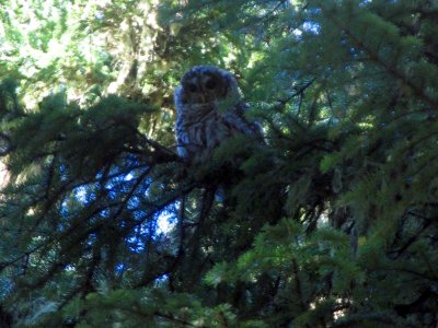 Barred Owl that I met on the trail