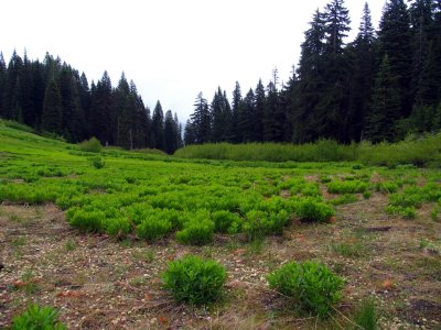 Johnson's Dairy on the old PCT