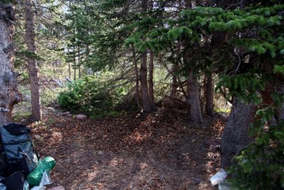 My spruce cone covered campsite