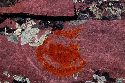 Orange lichen