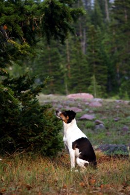 Kelly on squirrel patrol