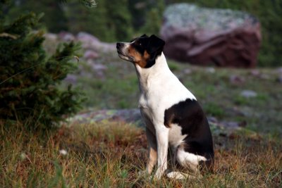 Kelly patiently waits for the squirrel to come down