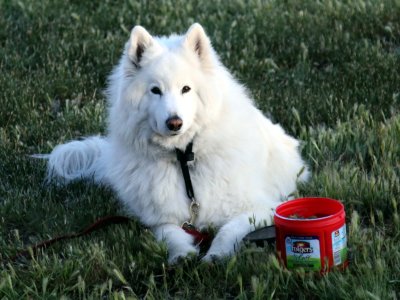 Snowball says, My food! WOOF!