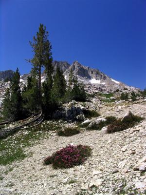 North side of Silver Pass along John Muir Trail