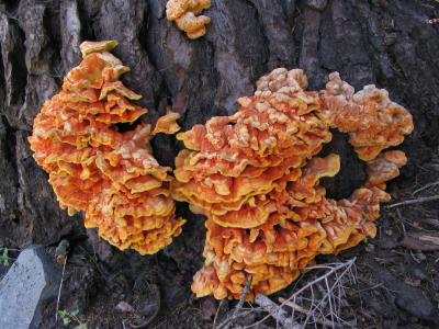 Basal fungus on large red fir on Bear Ridge and Muir Trail