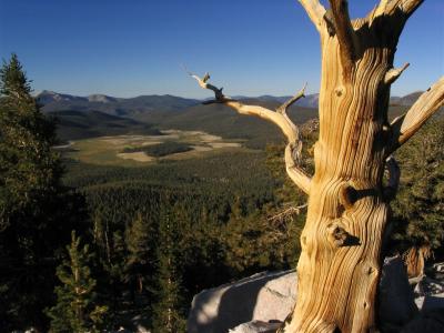 Foxtail snag with Big Whitney Meadow in background