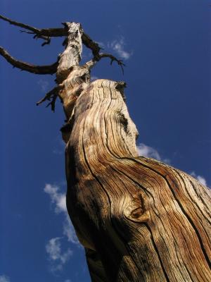 Whitebark pine snag at Virginia Lake