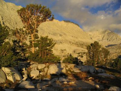 Large Whitebark pine at Lower Mills Lake in Second Recess