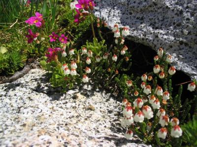 Cassiope heather, John Muir's favorite alpine flower near Thompson Peak