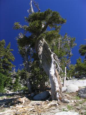 An ancient twisted Foxtail pine on the shoulder of Thompson Peak
