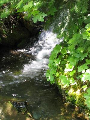 Small side creek crossing the old PCT and into the Right hand Fork of the Salmon