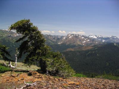 Foxtail pine on Box Camp Mtn, looking towards Boulder Peak