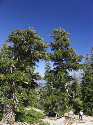 Ancient Foxtail pines near Wildcat Peak