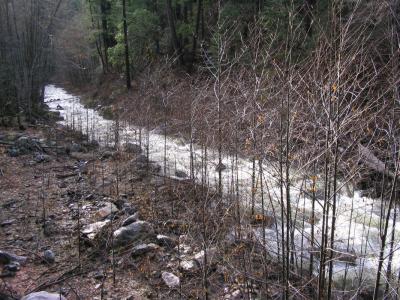 Grider Creek alders in winter