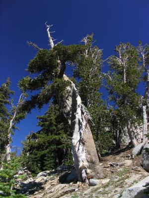 Twisted ancient foxtail pine and whitebark pines in Alps