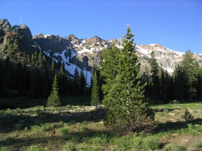 Foxtail pines in Bear Basin, Trinity Alps