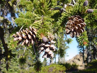 Foxtail pine cones