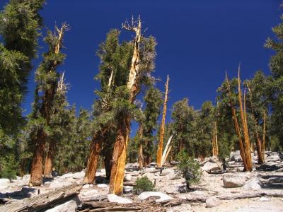 Foxtail pine stand in Sequoia National Park