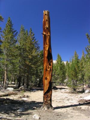 Foxtail pine totem pole