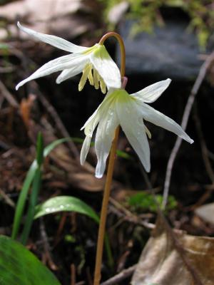 Trout lilies (Erythronium revoltum)